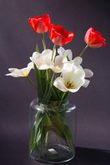bouquet of red and white tulips in a transparent vase on a black background