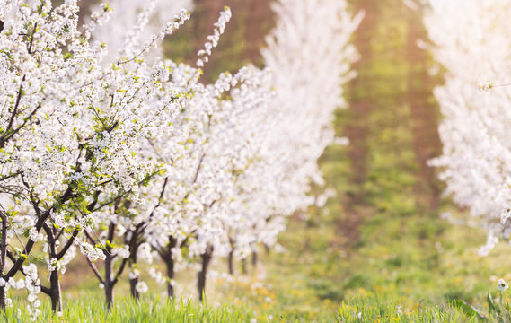 Blooming apple orchard field