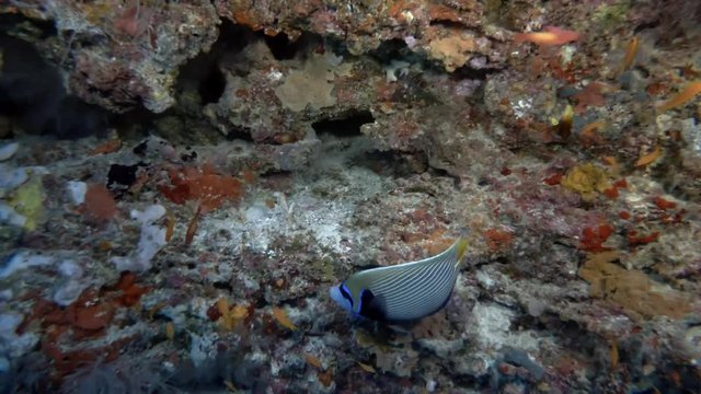 Emperor Angelfish - Pomacanthus imperator swims near coral reef 
