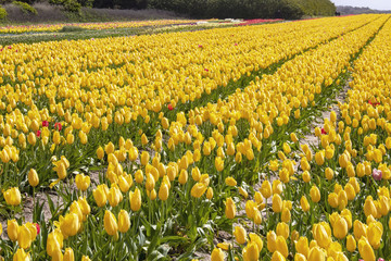 Pointe de la Torche. Culture de tulipes jaunes. Finistère, Bretagne. France