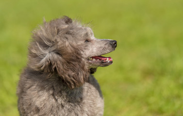 Poodle dog in the green park