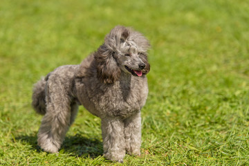 Poodle dog in the green park