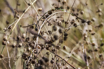 dry branches of grass with round fruits