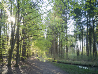 A forest path along a stream is illuminated by sun rays that fall through the green, young beech leaves and reflect in the water
