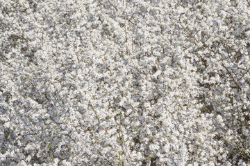 Blackthorn flowers in the sunlight form a white carpet of flowers
