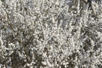 Blackthorn flowers in the sunlight form a white carpet of flowers