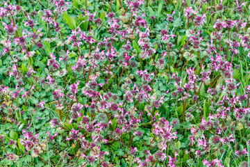 Plantas con flores de Ortiga Muerta. Lamium amplexicaule.