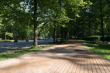 Beautiful urban alley with trees in the park in the morning sun in the summer