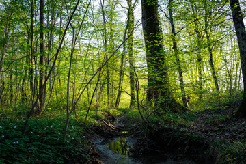 Fototapeta premium Making a way in the forest