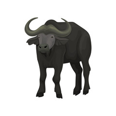 African buffalo wild animal vector Illustration on a white background
