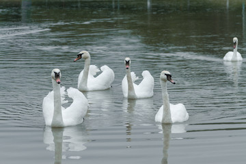 Swans swimming on the water