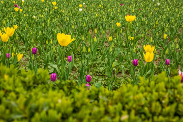 garden and yellow flowers partly unfocused