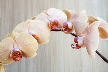 Branch of beige orchid with water drops on the wooden background. Closeup, selective focus