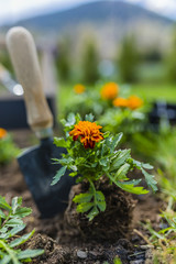 Blooming marigolds planted to the ground in the garden. 