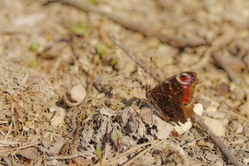 Butterfly macro Lepidoptera sits on a stone. Very clear