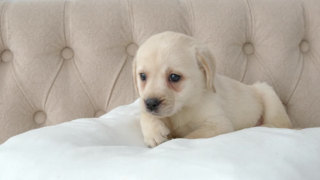 Pretty labrador puppy rests on a pillow
