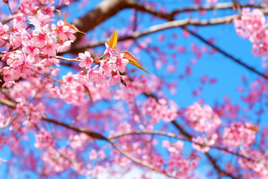 Beautiful cherry blossom, pink sakura flower with blue sky in spring. Soft focus
