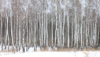Beautiful white birches in birch grove