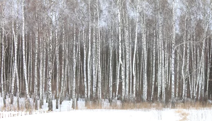 Gordijnen Beautiful white birches in birch grove © yarbeer