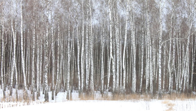 Fototapeta Beautiful white birches in birch grove