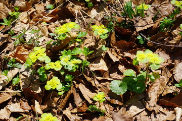 Fototapeta premium Wechselblättriges Milzkraut auf Waldboden, Bayern
