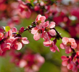 Closeup of February Daphne - Daphne Mezereum - Spurge Laurel