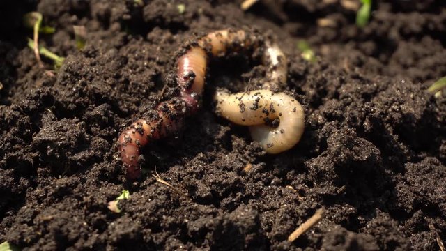 earth worm moves on the ground in garden 