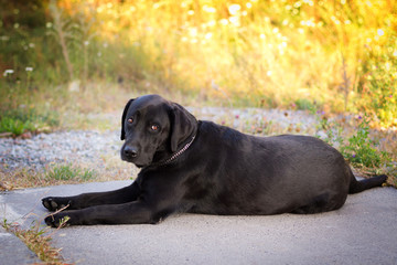 Black labrador retriever lying on the sidewalk tired