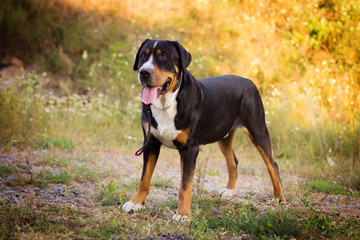 Great swiss mountain dog standing in the grass outdoors