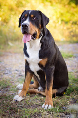 Great swiss mountain dog sitting in the grass outdoors