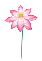 pink lotus vector