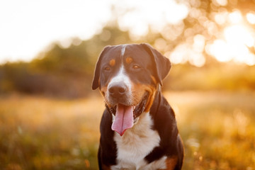 Great swiss mountain dog walking outdoors in sunset