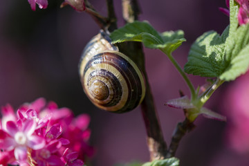 Snail sitting on the branch of a flowering currant (Ribes sanguineum)