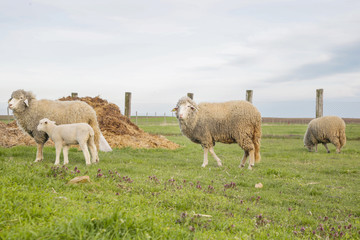 Sheep on the farm 