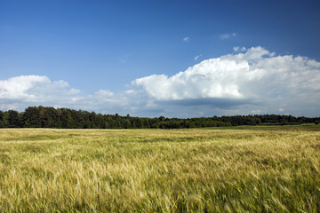Obraz premium Field of grain, forest and white clouds