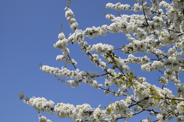 Prunus avium Flowering cherry. Cherry flowers on a tree branch