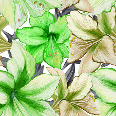 Beautiful vivid green amaryllis flowers on white background. Seamless spring pattern. Watercolor painting. Hand painted floral illustration.