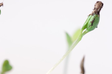 small green plant growing in ground germinating from seeds springtime summer nature process