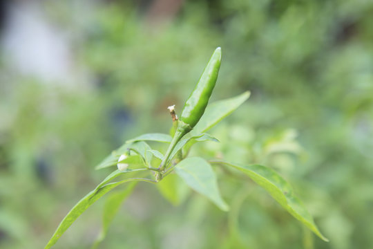 Chili.