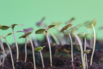 small green plant growing in ground germinating from seeds springtime summer nature process