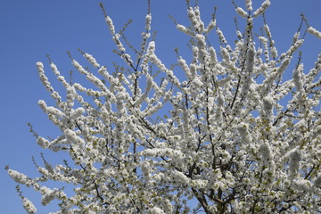 Prunus avium Flowering cherry. Cherry flowers on a tree branch