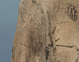 Blue-tailed skink lizard on a tree trunk