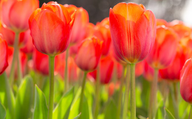 Amazing blooming tulips 3