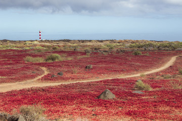 Red vegetation and lighthouse