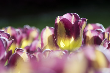 Il tulipano screziato di giallo e lilla