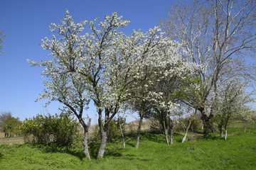Fototapeta na wymiar Flowering plum garden