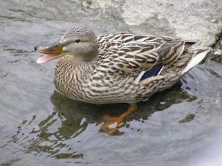 Ente schnattert am Wasserrand