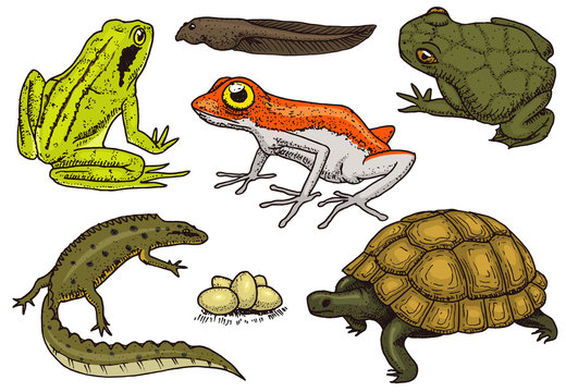 Reptiles and amphibians set. Pet and tropical animals. Wildlife and Frogs, lizard and turtle, chameleon and anuran Engraved hand drawn in old vintage sketch. Vector illustration. Exotic Zoology.