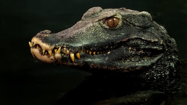 Close up view of the head of a crocodile (Paleosuchus palpebrosus). Dwarf Caiman.