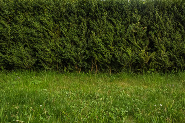 grass green background nature 